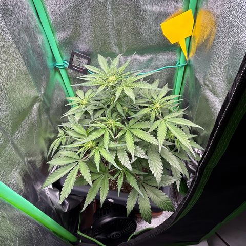 Solomatic CBD growlog timeline photo
