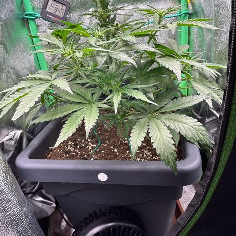 Solomatic CBD growlog timeline photo