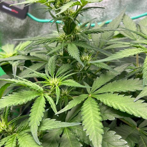 Solomatic CBD growlog timeline photo