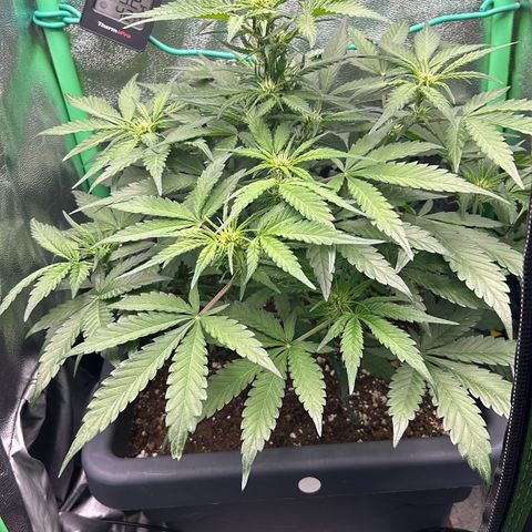 Solomatic CBD growlog timeline photo