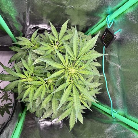 Solomatic CBD growlog timeline photo