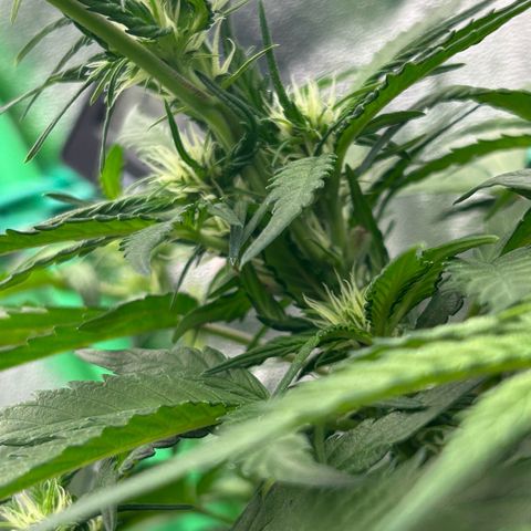 Solomatic CBD growlog timeline photo