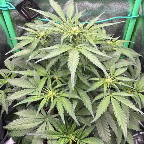 Solomatic CBD growlog timeline photo