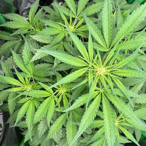 Solomatic CBD growlog timeline photo