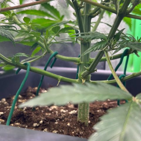 Solomatic CBD growlog timeline photo