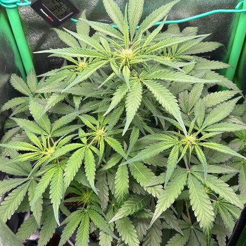 Solomatic CBD growlog timeline photo