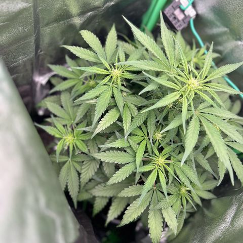 Solomatic CBD growlog timeline photo