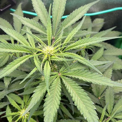 Solomatic CBD growlog timeline photo