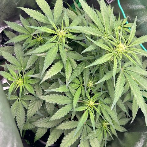 Solomatic CBD growlog timeline photo