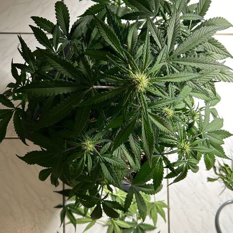 Solomatic CBD growlog timeline photo