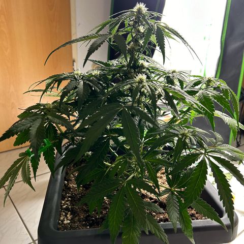 Solomatic CBD growlog timeline photo