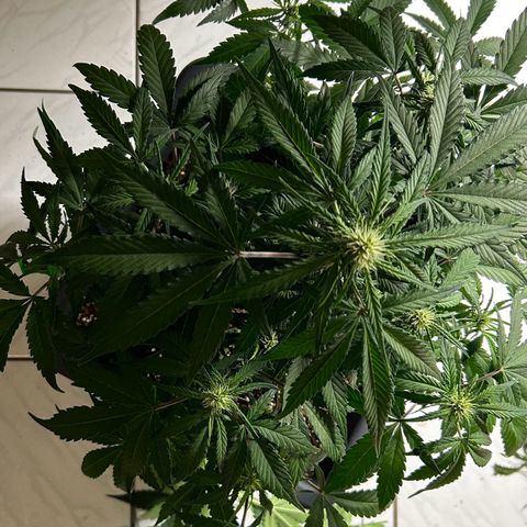Solomatic CBD growlog timeline photo