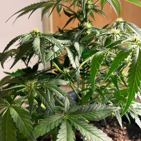 Solomatic CBD growlog timeline photo
