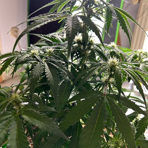 Solomatic CBD growlog timeline photo