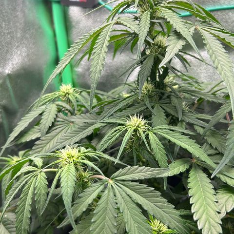 Solomatic CBD growlog timeline photo