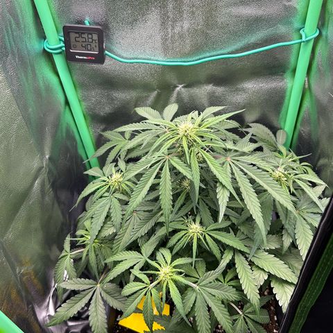 Solomatic CBD growlog timeline photo