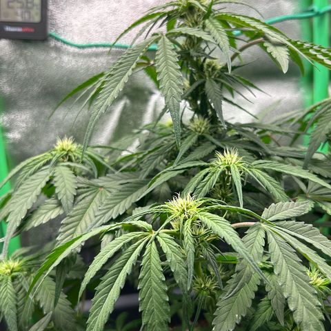 Solomatic CBD growlog timeline photo