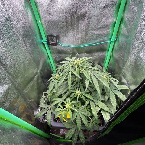 Solomatic CBD growlog timeline photo