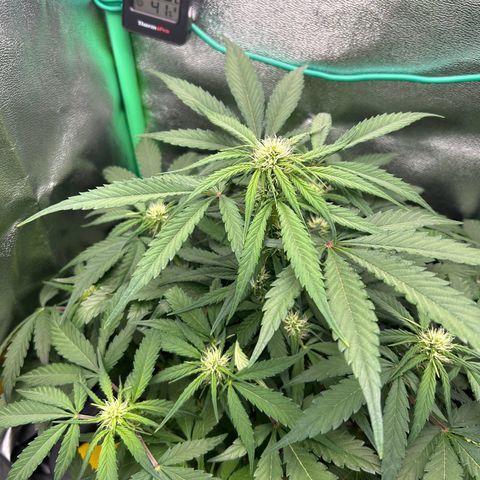 Solomatic CBD growlog timeline photo
