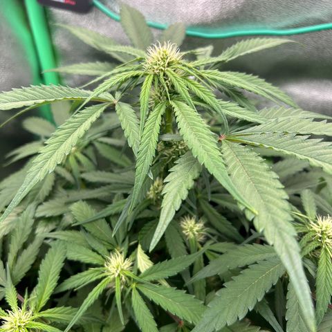 Solomatic CBD growlog timeline photo