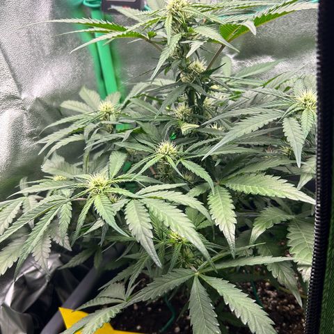 Solomatic CBD growlog timeline photo