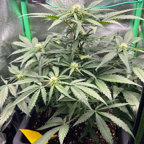 Solomatic CBD growlog timeline photo