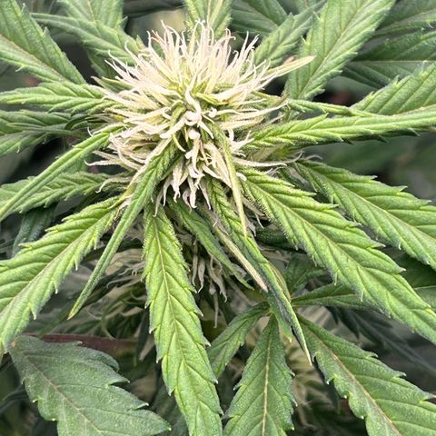Solomatic CBD growlog timeline photo