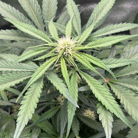 Solomatic CBD growlog timeline photo