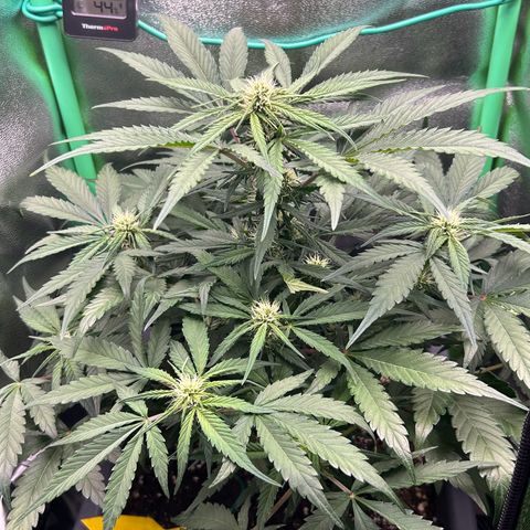 Solomatic CBD growlog timeline photo
