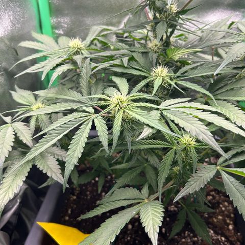 Solomatic CBD growlog timeline photo