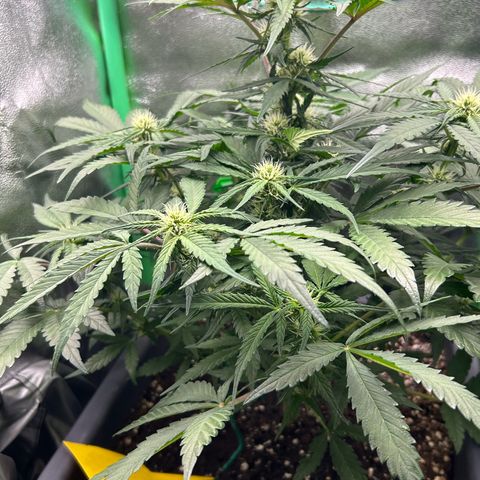 Solomatic CBD growlog timeline photo
