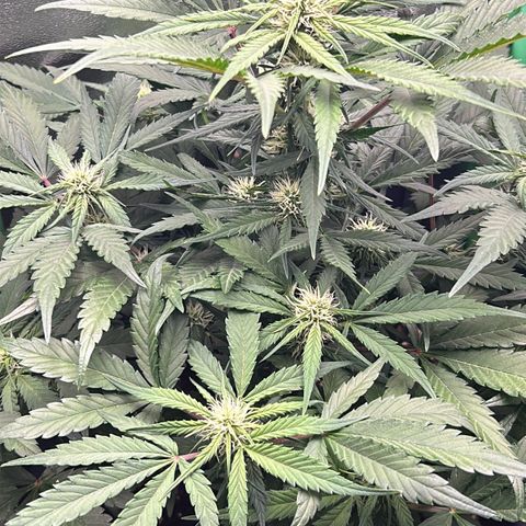 Solomatic CBD growlog timeline photo