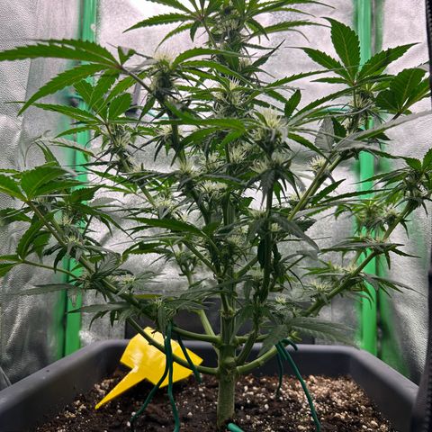Solomatic CBD growlog timeline photo