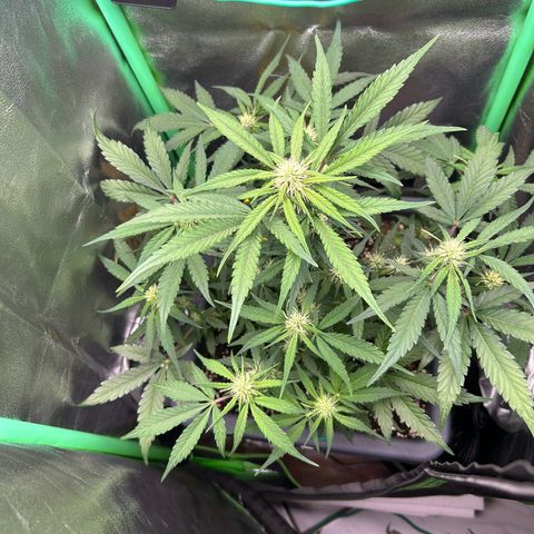 Solomatic CBD growlog timeline photo