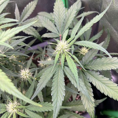 Solomatic CBD growlog timeline photo