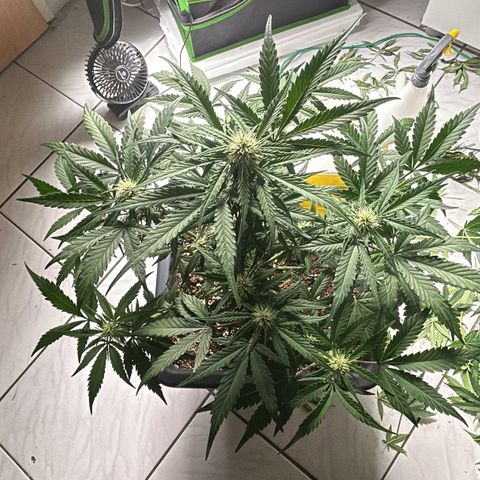 Solomatic CBD growlog timeline photo