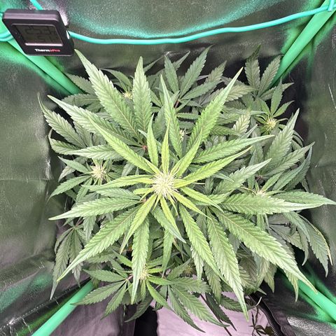 Solomatic CBD growlog timeline photo