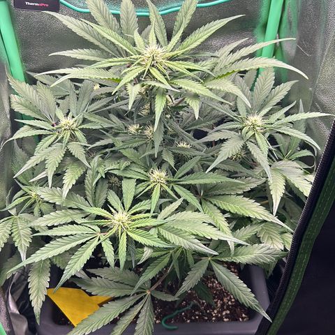 Solomatic CBD growlog timeline photo