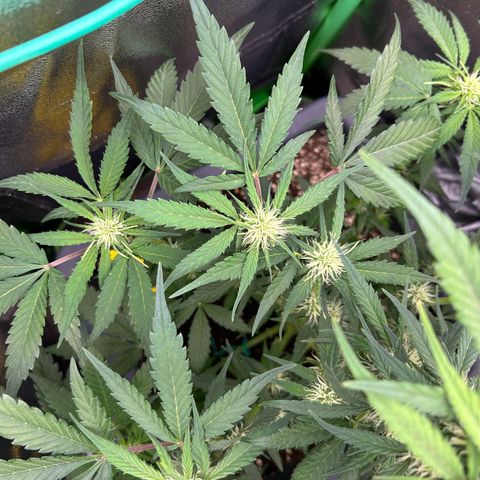 Solomatic CBD growlog timeline photo