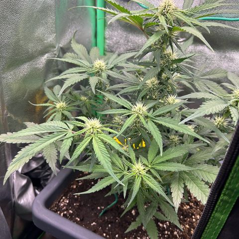 Solomatic CBD growlog timeline photo