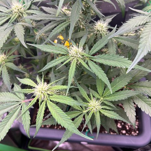 Solomatic CBD growlog timeline photo