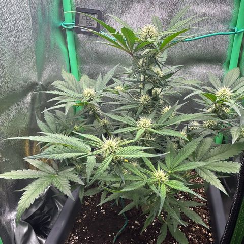 Solomatic CBD growlog timeline photo