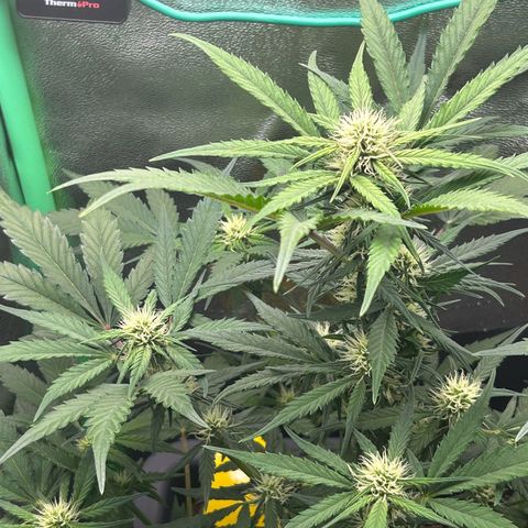 Solomatic CBD growlog timeline photo