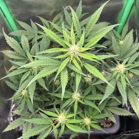 Solomatic CBD growlog timeline photo