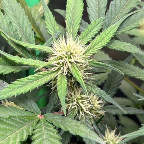 Solomatic CBD growlog timeline photo