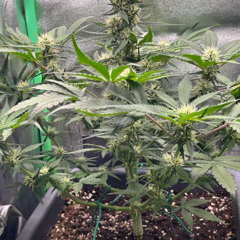 Solomatic CBD growlog timeline photo