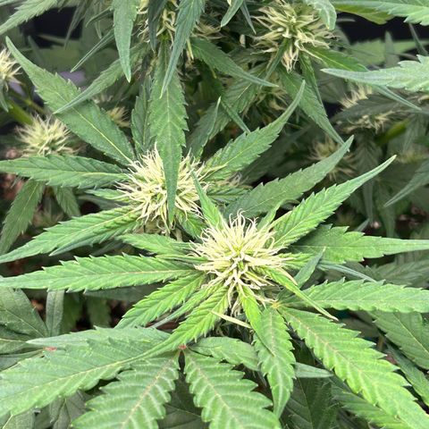 Solomatic CBD growlog timeline photo