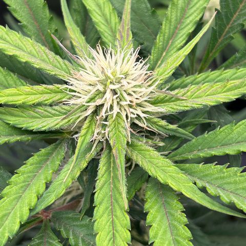 Solomatic CBD growlog timeline photo