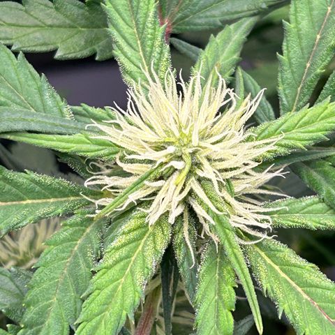 Solomatic CBD growlog timeline photo