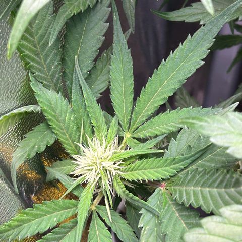 Solomatic CBD growlog timeline photo